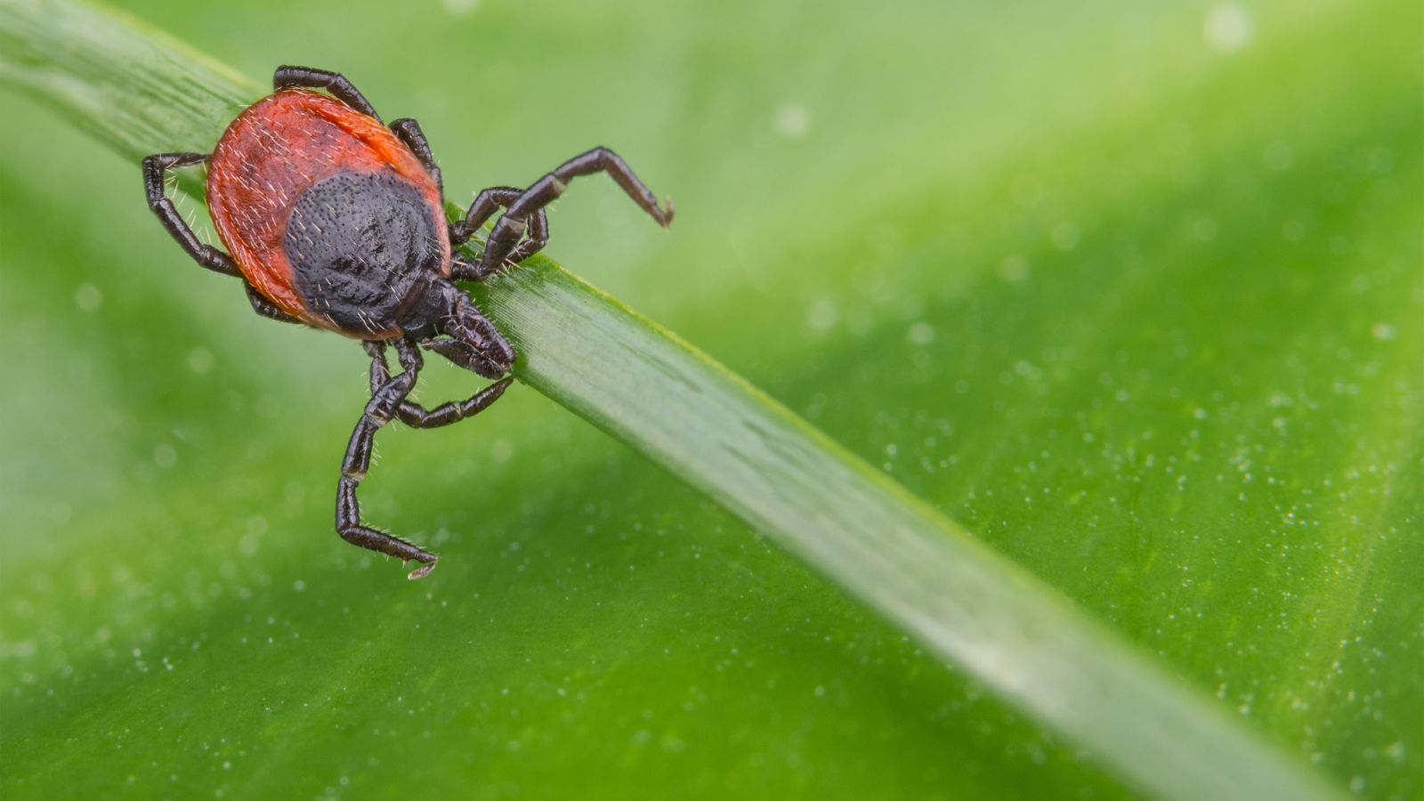 Deer tick on the leaf of a plant.