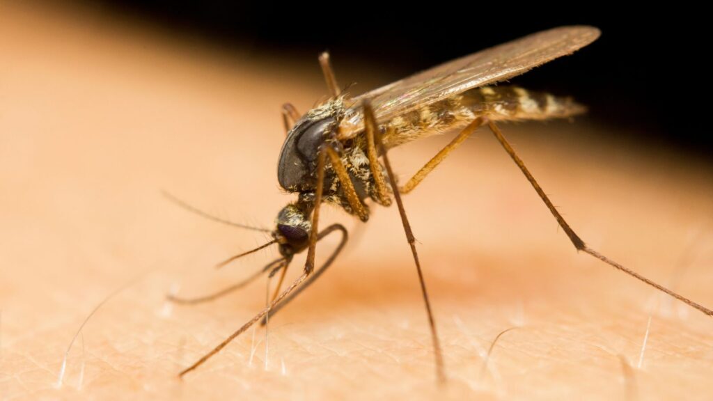 Mosquito on someone's skin