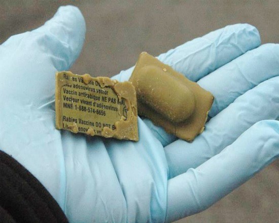 Oral Rabies Vaccine Bait sample